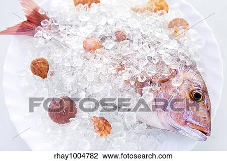 Whole Dorado lays in ice on a white plate with cockleshells on a white backgroundWhole Dorado lays in ice on a white plate with cockleshells on a white background View Large Photo Image Stock Image - Whole Dorado lays in ice on a white plate with cockleshells on a white backgroundWhole Dorado lays in ice on a white plate with cockleshells on a white background. Fotosearch