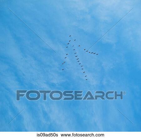 Stock Photograph - Birds flying in arrow formation over blue sea. Fotosearch