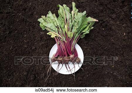 Bunch of beetroot on plate laid on soil View Large Photo Image Stock Image - Bunch of beetroot on plate laid on soil. Fotosearch