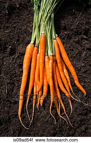 Stock Image - Bunch of carrots laid on soil. Fotosearch