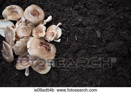 Stock Image - Collection of mushrooms laid on soil. Fotosearch