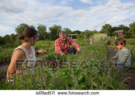 Stock Image - Family working together on herb farm. Fotosearch