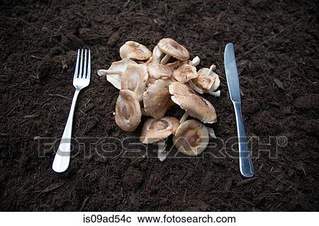 Stock Image - Knife and fork with mushrooms laid on soil. Fotosearch