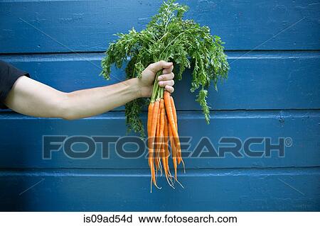 Stock Image - Man holding bunch of organic carrots. Fotosearch