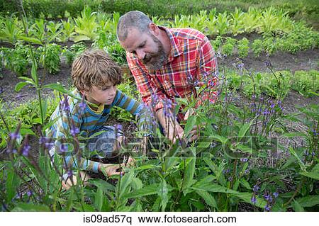 Mature man and son discovering plants on herb farm View Large Photo Image Stock Photography - Mature man and son discovering plants on herb farm. Fotosearch