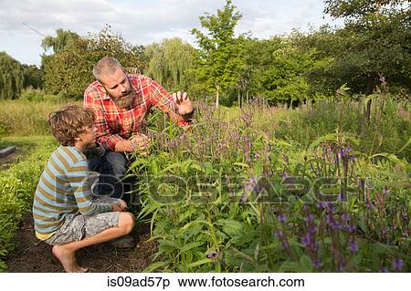 Mature man and son looking at plants on herb farm View Large Photo Image Stock Photography - Mature man and son looking at plants on herb farm. Fotosearch
