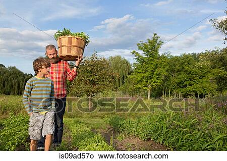 Mature man and son with basket of leaves on herb farm View Large Photo Image Picture - Mature man and son with basket of leaves on herb farm. Fotosearch