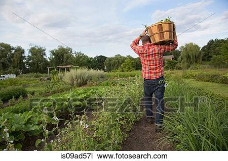Mature man carrying basket of leaves on herb farm View Large Photo Image Stock Image - Mature man carrying basket of leaves on herb farm. Fotosearch