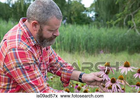 Stock Photo - Mature man checking echinacea on herb farm. Fotosearch