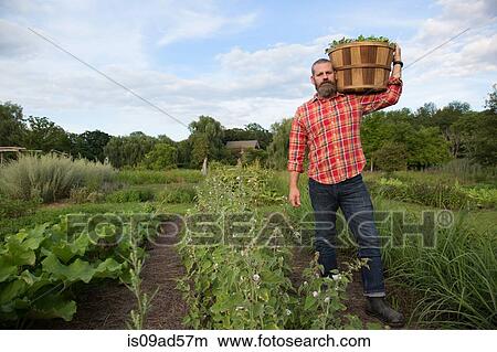Mature man holding basket of leaves on herb farm View Large Photo Image Picture - Mature man holding basket of leaves on herb farm. Fotosearch