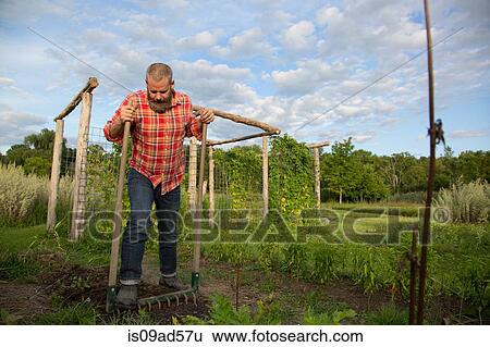 Mature man raking soil on herb farm View Large Photo Image Stock Photograph - Mature man raking soil on herb farm. Fotosearch