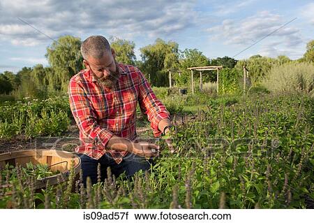 Stock Image - Mature man working on herb farm. Fotosearch