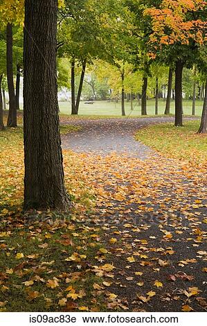 Stock Image - Path through park in Autumn. Fotosearch