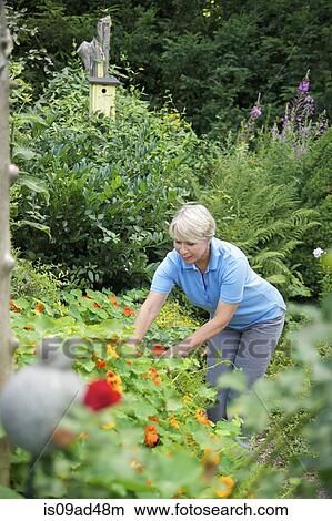 Picture - Senior woman working in garden. Fotosearch