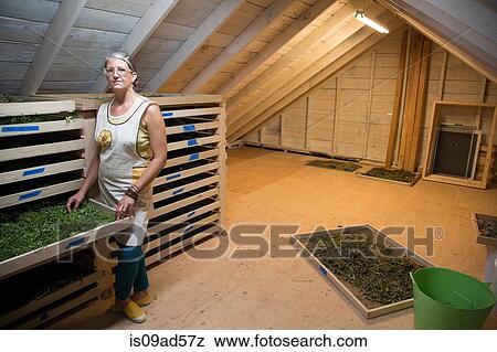 Stock Photo - Woman checking seed tray on family herb farm. Fotosearch