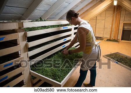 Woman checking tray of seedlings on family herb farm View Large Photo Image Stock Image - Woman checking tray of seedlings on family herb farm. Fotosearch