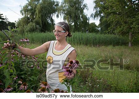 Woman picking echinacea on herb farm View Large Photo Image Stock Photo - Woman picking echinacea on herb farm. Fotosearch