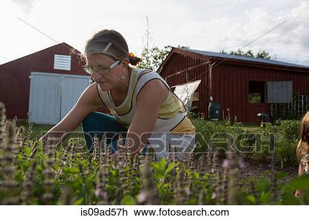 Stock Image - Woman picking plants on family herb farm. Fotosearch