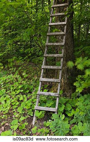 Stock Image - Wooden ladder leaning against tree. Fotosearch