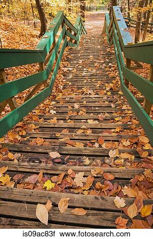 Wooden steps going down into forest View Large Photo Image Stock Image - Wooden steps going down into forest. Fotosearch