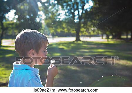Boy blowing dandelion clock View Large Photo Image Picture - Boy blowing dandelion clock. Fotosearch