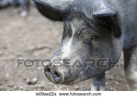 Close of of pig on a farm View Large Photo Image Stock Photo - Close of of pig on a farm. Fotosearch