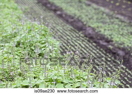 Crops growing on farm View Large Photo Image Stock Image - Crops growing on farm. Fotosearch