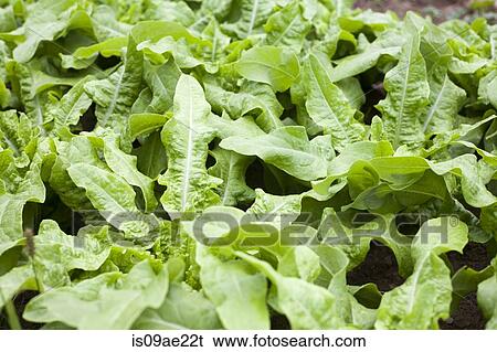 Crops growing on farm View Large Photo Image Stock Photograph - Crops growing on farm. Fotosearch
