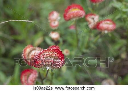 Flowers growing on farm View Large Photo Image Stock Photograph - Flowers growing on farm. Fotosearch