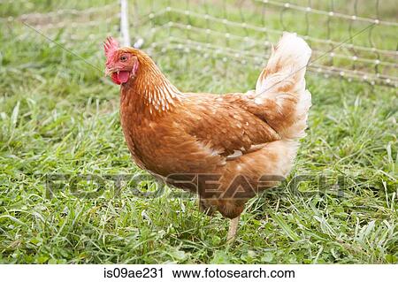 Stock Image - Hen on a farm. Fotosearch