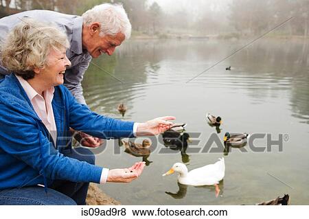 Husband and wife feeding ducks by the lake View Large Photo Image Stock Photo - Husband and wife feeding ducks by the lake. Fotosearch