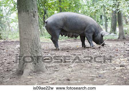 Sow pig grazing on farm View Large Photo Image Stock Photo - Sow pig grazing on farm. Fotosearch