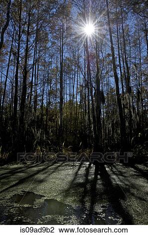 Sun and shadows on swamp near New Orleans, Louisiana, USA View Large Photo Image Stock Image - Sun and shadows on swamp near New Orleans, Louisiana, USA. Fotosearch