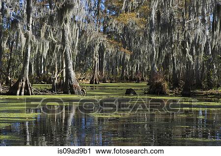 Swamp near New Orleans, Louisiana, USA View Large Photo Image Stock Image - Swamp near New Orleans, Louisiana, USA. Fotosearch