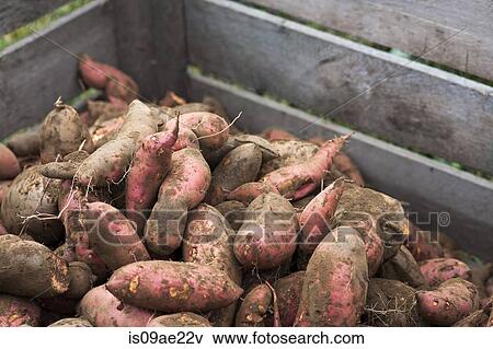 Stock Photo - Tub of sweet potatoes. Fotosearch