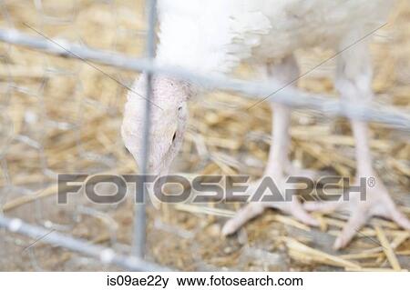 Turkey on a farm View Large Photo Image Stock Photo - Turkey on a farm. Fotosearch