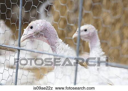Stock Photo - Turkeys on a farm. Fotosearch