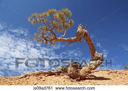 Twisted pine tree, Bryce Canyon National Park, Utah, USA View Large Photo Image Stock Image - Twisted pine tree, Bryce Canyon National Park, Utah, USA. Fotosearch