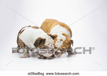Two English Bulldog puppies smelling View Large Photo Image Stock Image - Two English Bulldog puppies smelling. Fotosearch