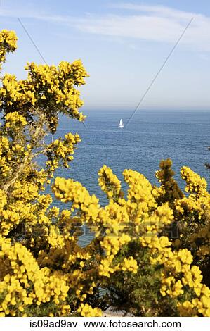 View of sea and yellow gorse bush, Poole, Dorset, UK View Large Photo Image Stock Photo - View of sea and yellow gorse bush, Poole, Dorset, UK. Fotosearch
