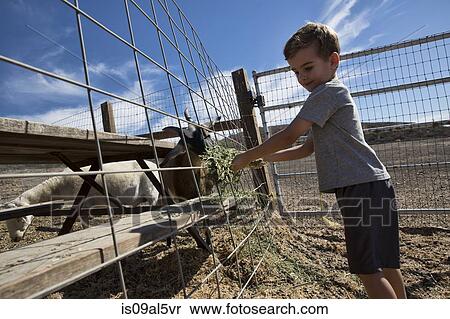 Stock Photography - Boy feeding hay to goats in pen, County Park, Los Angeles, California, USA. Fotosearch