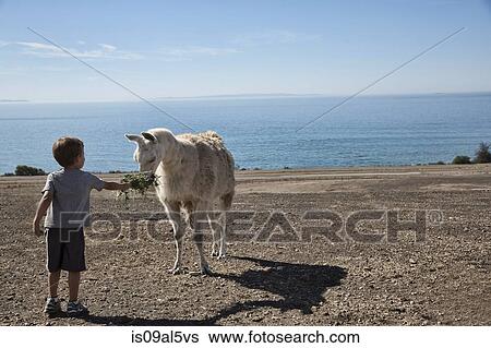 Boy feeding hay to llama, County Park, Los Angeles, California, USA View Large Photo Image Stock Photograph - Boy feeding hay to llama, County Park, Los Angeles, California, USA. Fotosearch
