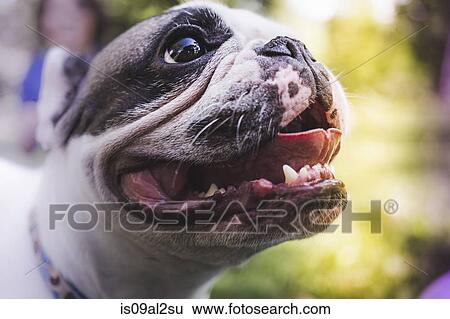 Close-up of dog face View Large Photo Image Stock Photograph - Close-up of dog face. Fotosearch