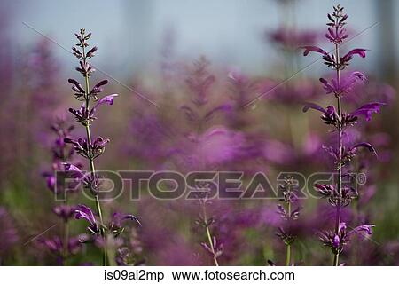 Close up of plants with purple flowers at plant nursery View Large Photo Image Stock Photography - Close up of plants with purple flowers at plant nursery. Fotosearch