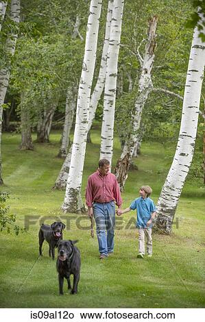 Father and son out walking two dogs View Large Photo Image Picture - Father and son out walking two dogs. Fotosearch