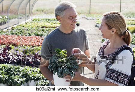 Stock Image - Male horticulturalist giving female customer advice on potted plant in plant nursery polytunnel. Fotosearch