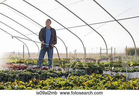 Stock Image - Male horticulturalist watering plants in plant nursery polytunnel. Fotosearch