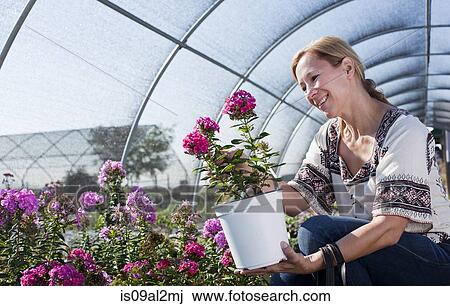 Mature female customer admiring potted plant in plant nursery polytunnel View Large Photo Image Stock Image - Mature female customer admiring potted plant in plant nursery polytunnel. Fotosearch