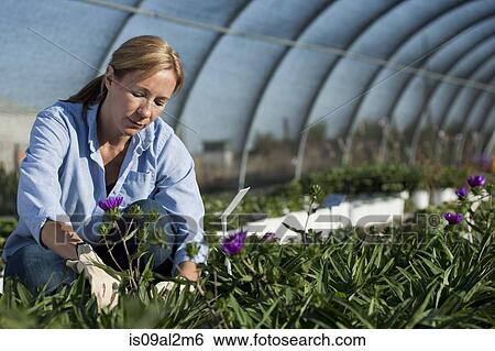 Mature female horticulturalist tending plants in plant nursery polytunnel View Large Photo Image Stock Photograph - Mature female horticulturalist tending plants in plant nursery polytunnel. Fotosearch