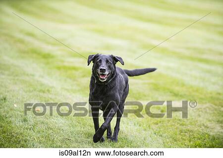 Portrait of black labrador View Large Photo Image Picture - Portrait of black labrador. Fotosearch